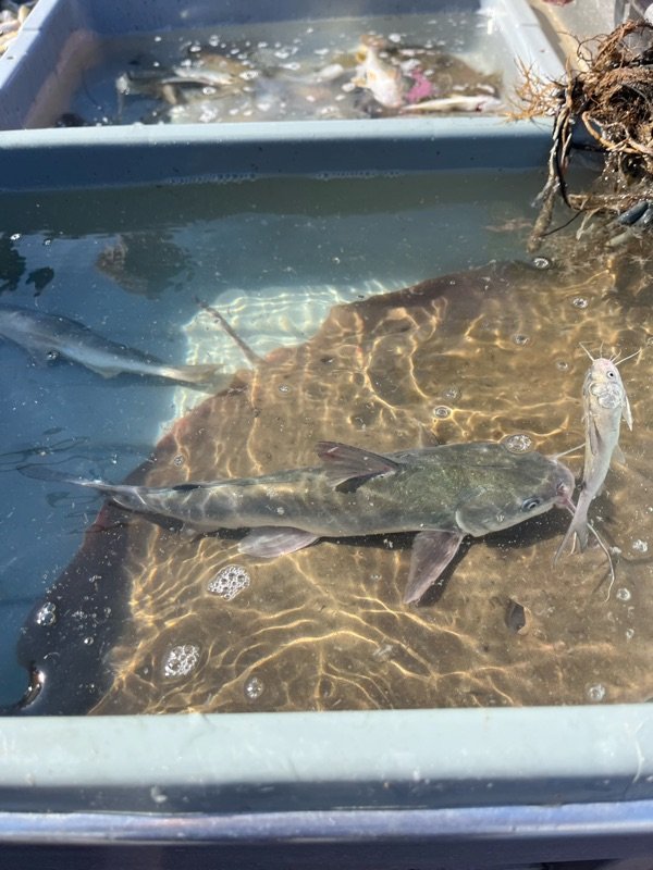 Fish captured on research vessel